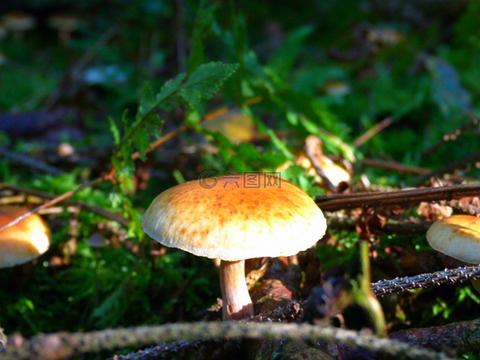蘑菇,森林,黄色帽子