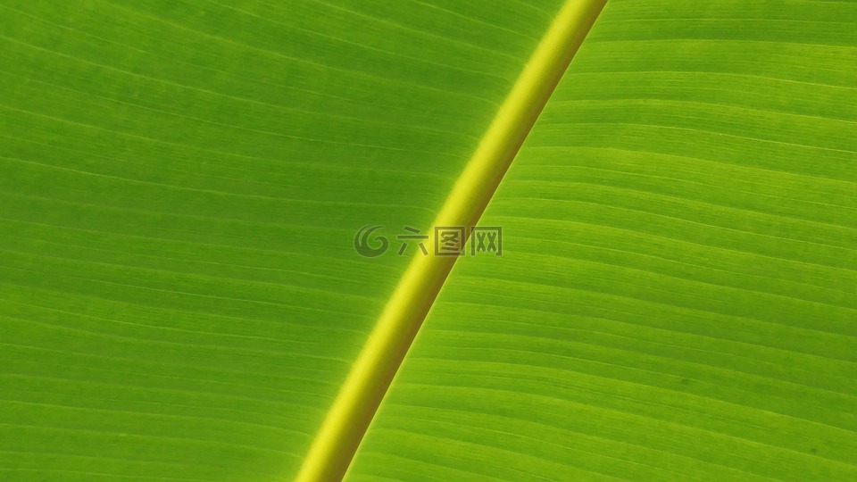 香蕉叶,叶子,mesopodium