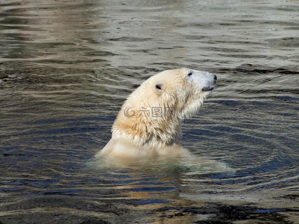 熊类绕杆菌只北极熊,捕食,哺乳动物