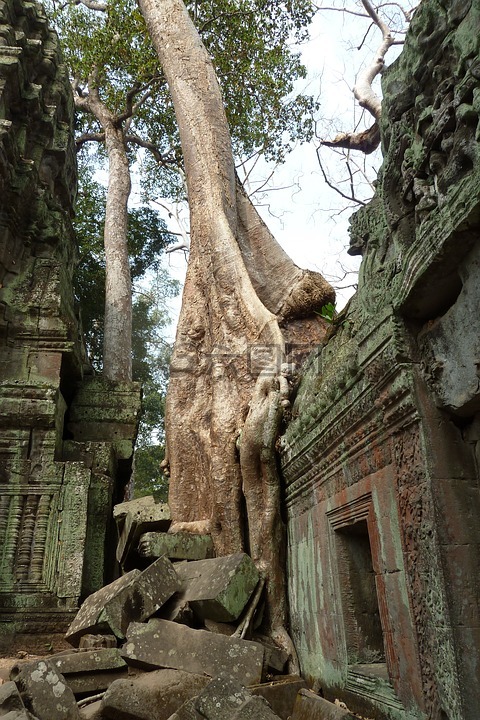 柬埔寨,树,古代