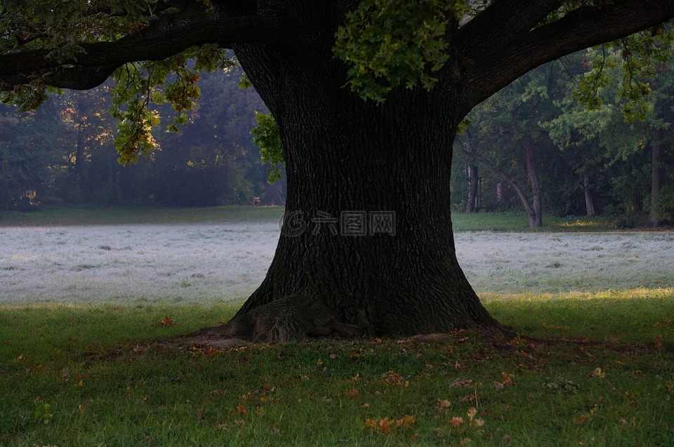 橡木树,地面霜,草地