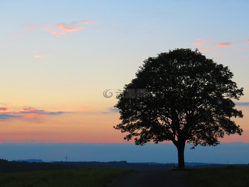 日落,生命之树,余辉