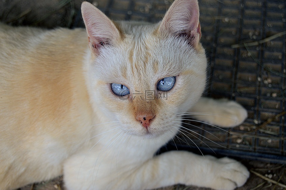 蓝色的眼睛,猫,眼睛