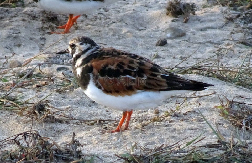 红turnstone,蚤interpres,涉水鸟