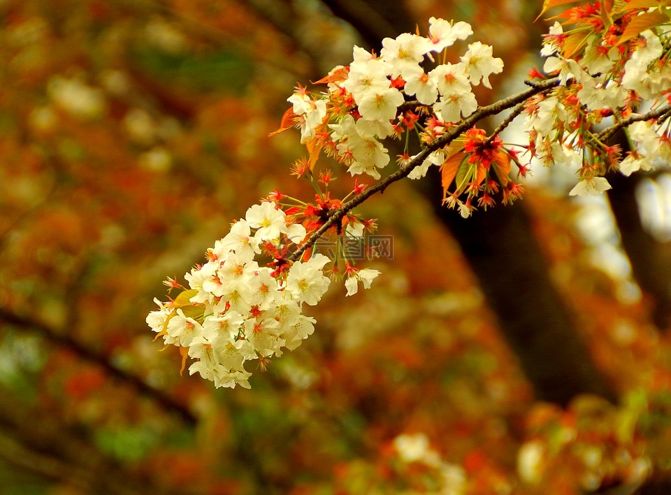 樱花，分散注意力,樱花,日本