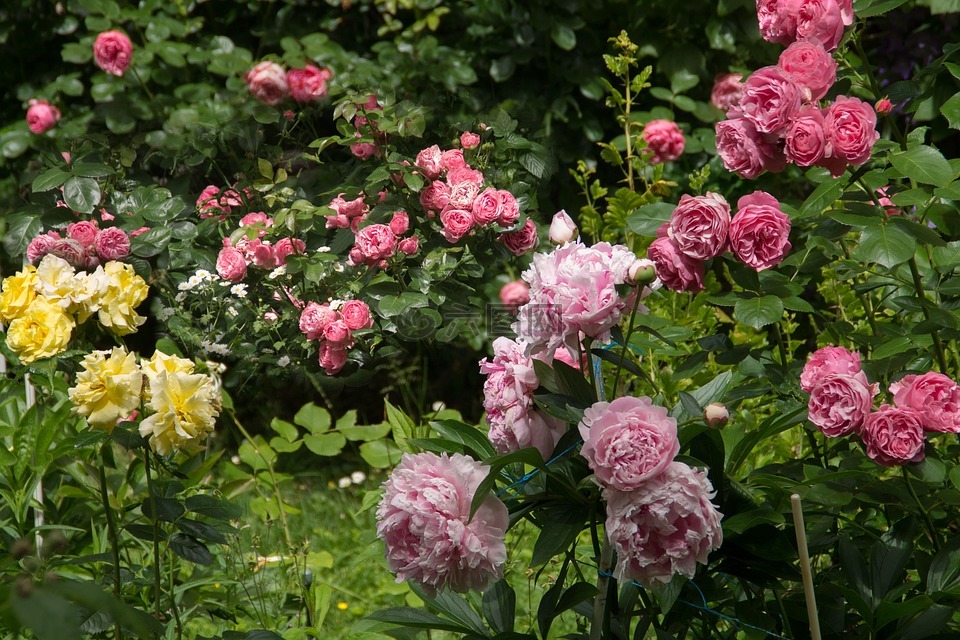 性質,花園,鮮花