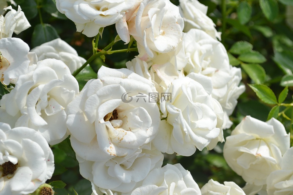 粉色,白玫瑰,白色的花瓣