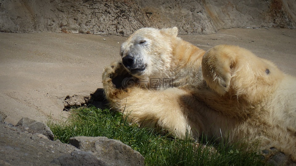 白熊,睡眠,太阳