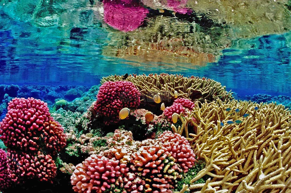 累西腓,珊瑚礁,mar