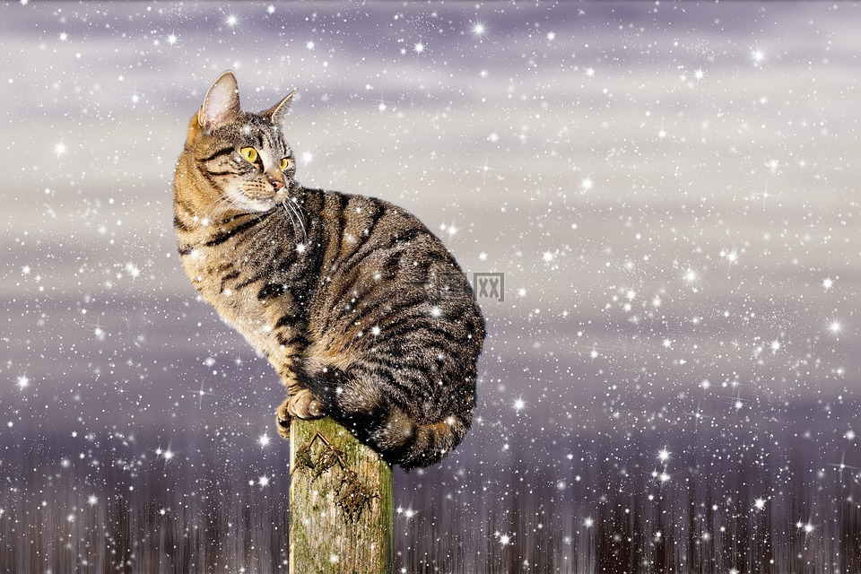 猫 雪 冬天高清图库素材免费下载 图片编号 六图网