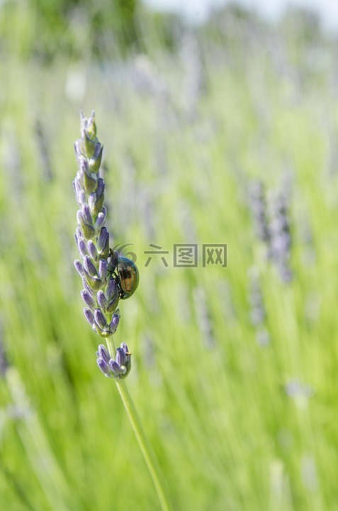 chrysolina americana,迷迭香甲壳虫,薰衣草
