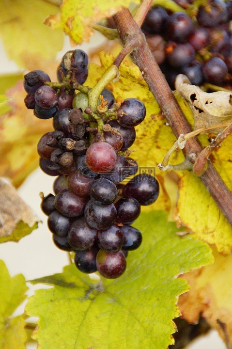 酒,葡萄,葡萄种植