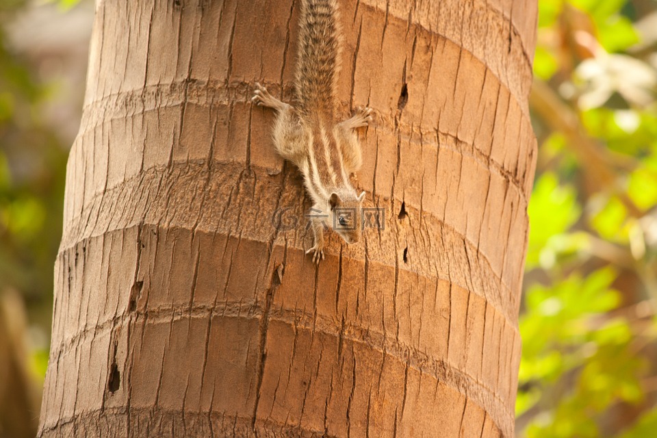 松鼠,棕榈树,攀登