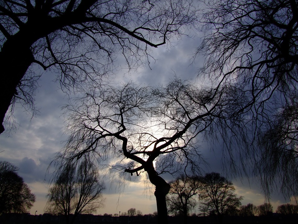 树木,戏剧性的天空,背光