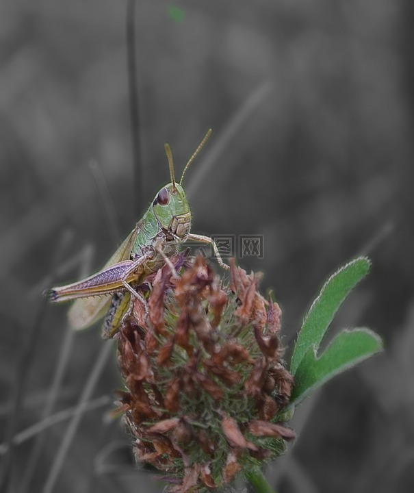 昆虫,草,蚱蜢