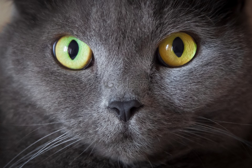 猫,眼睛,动物