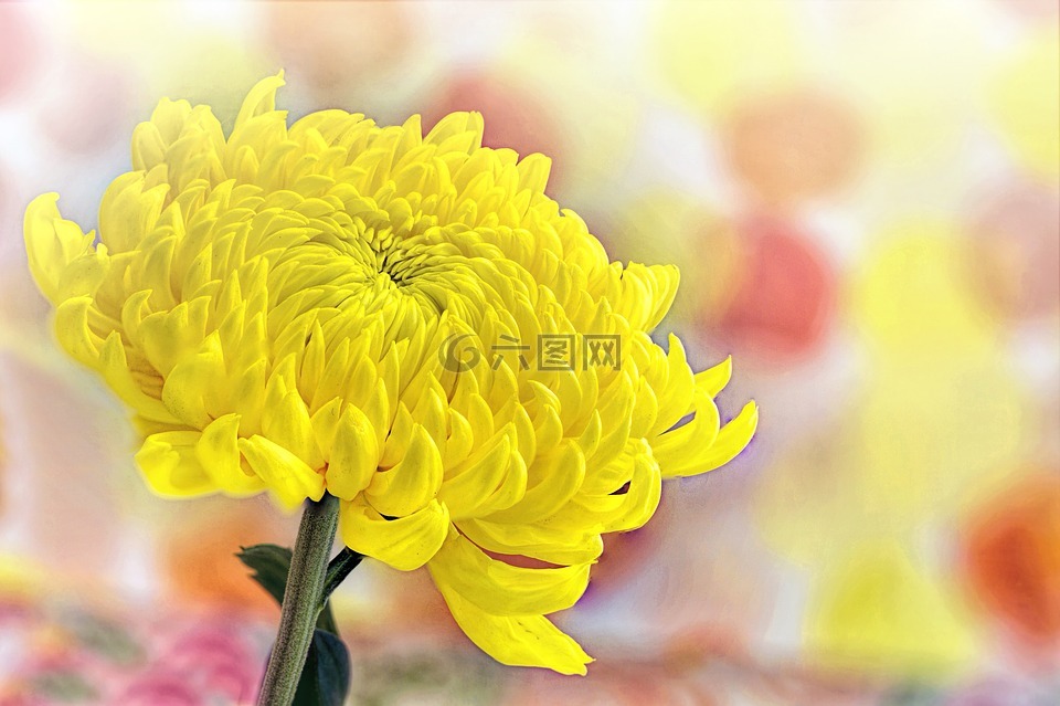 黄色,菊花,春