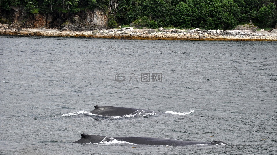 座头鲸,母亲和小牛,海洋