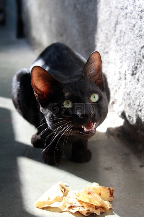 黑猫,饿,吃