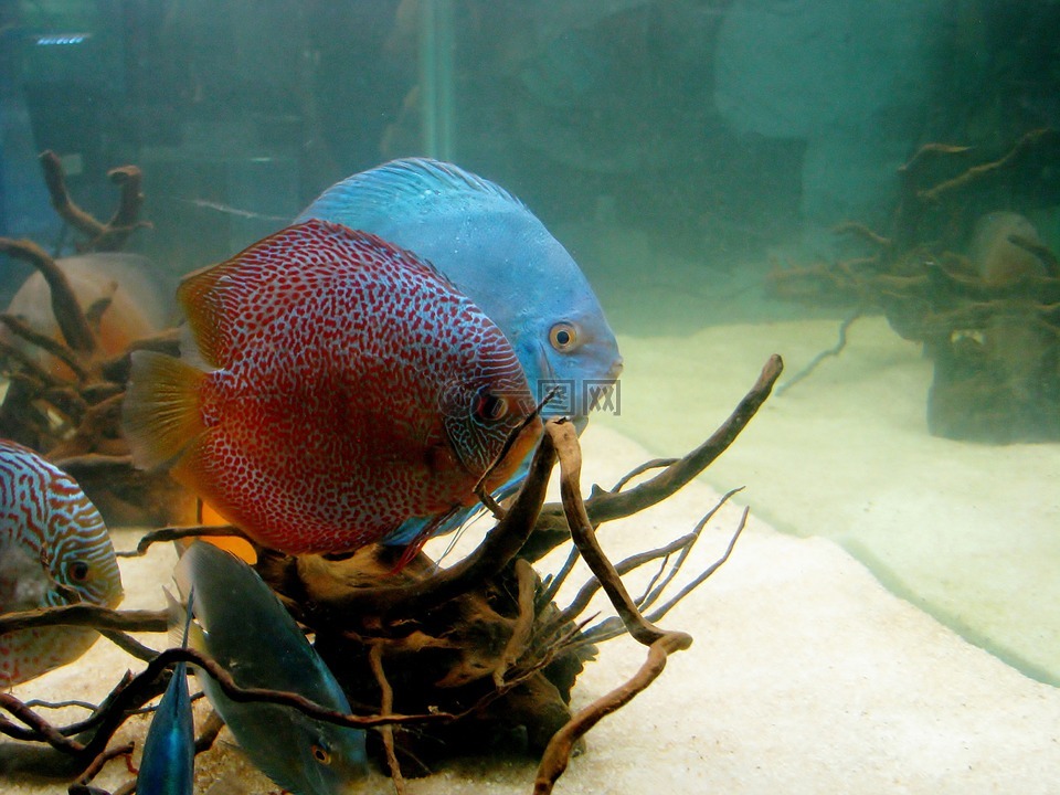 七彩神仙鱼,鱼,水族馆