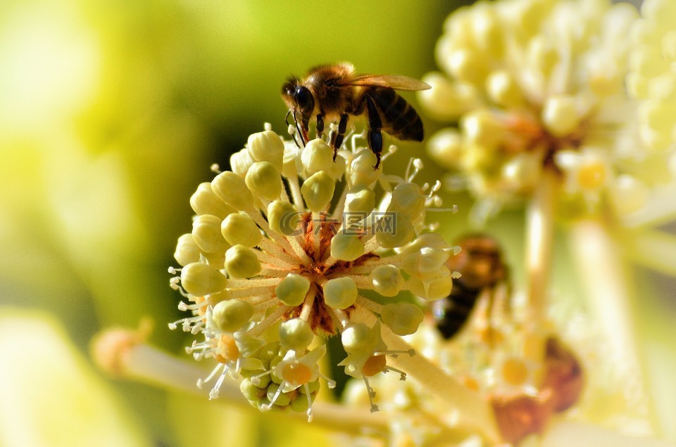 蜜蜂,授粉,昆虫