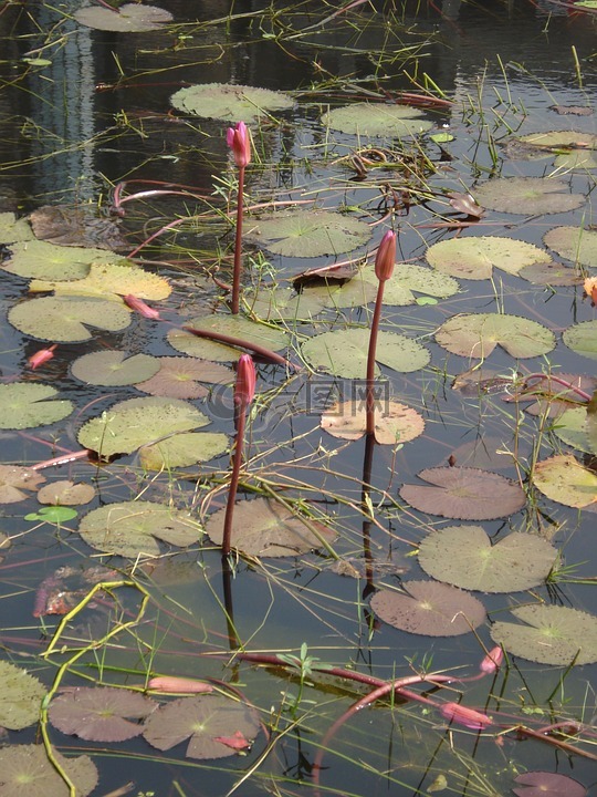 lalbagh堡池塘,水百合,绿色