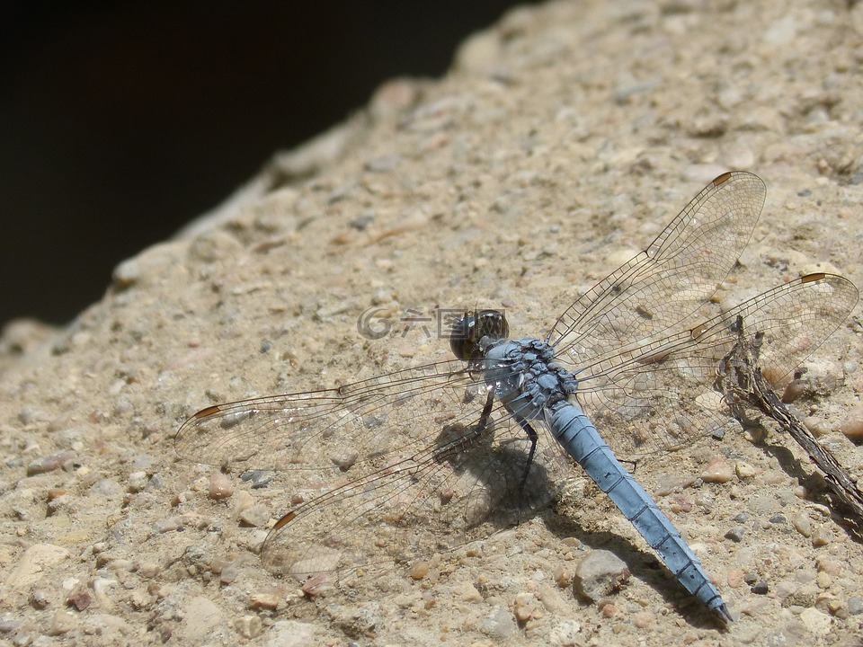 蓝蜻蜓,飞虫,详细