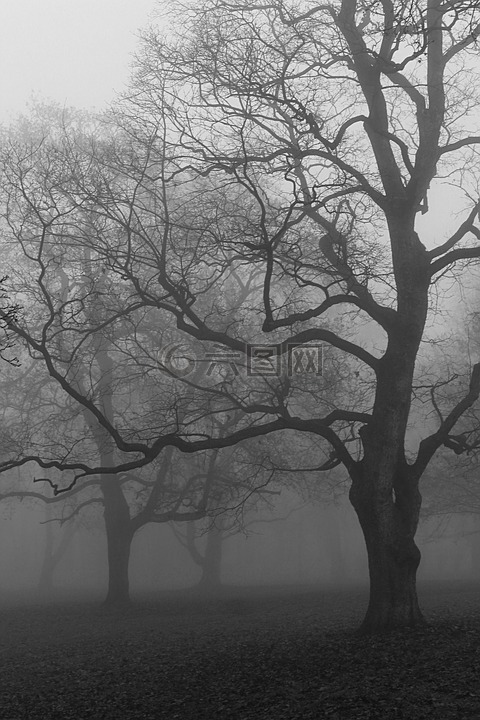 秋,雾,树