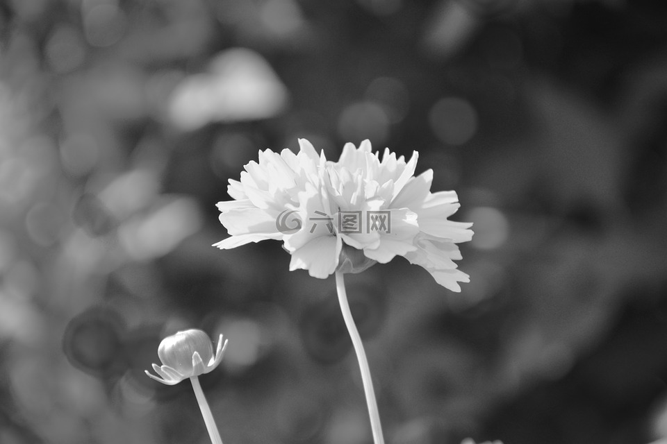 花,地块,播种机的照片黑白