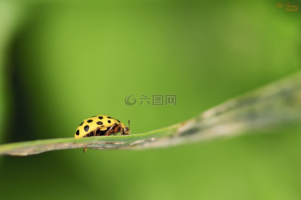 宏,瓢虫,bug
