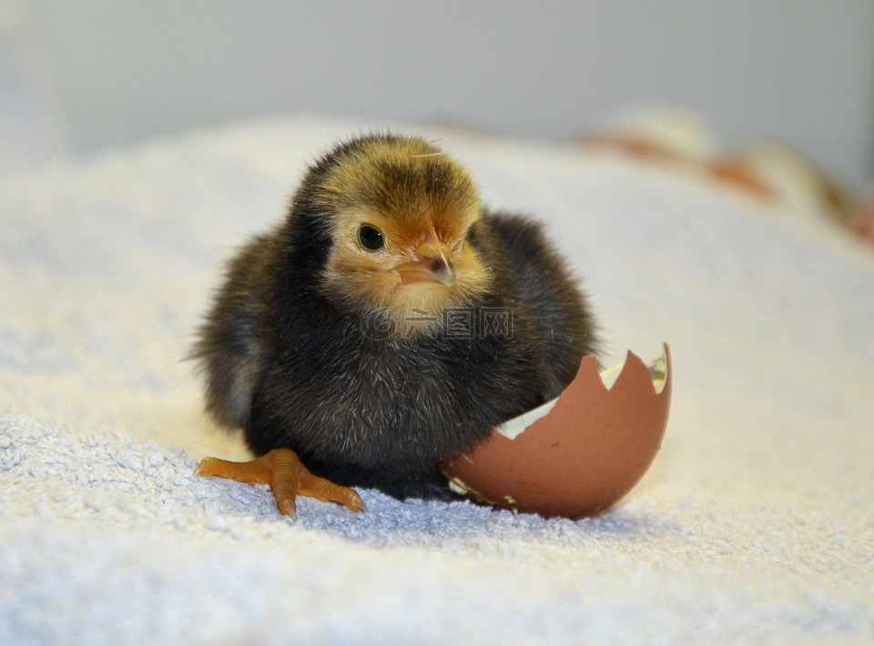 小鸡,舱口盖,蛋壳