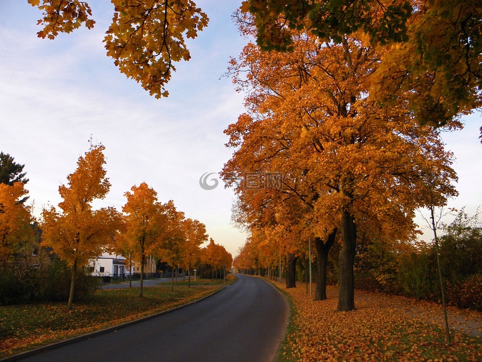 大道,秋天风景,树木
