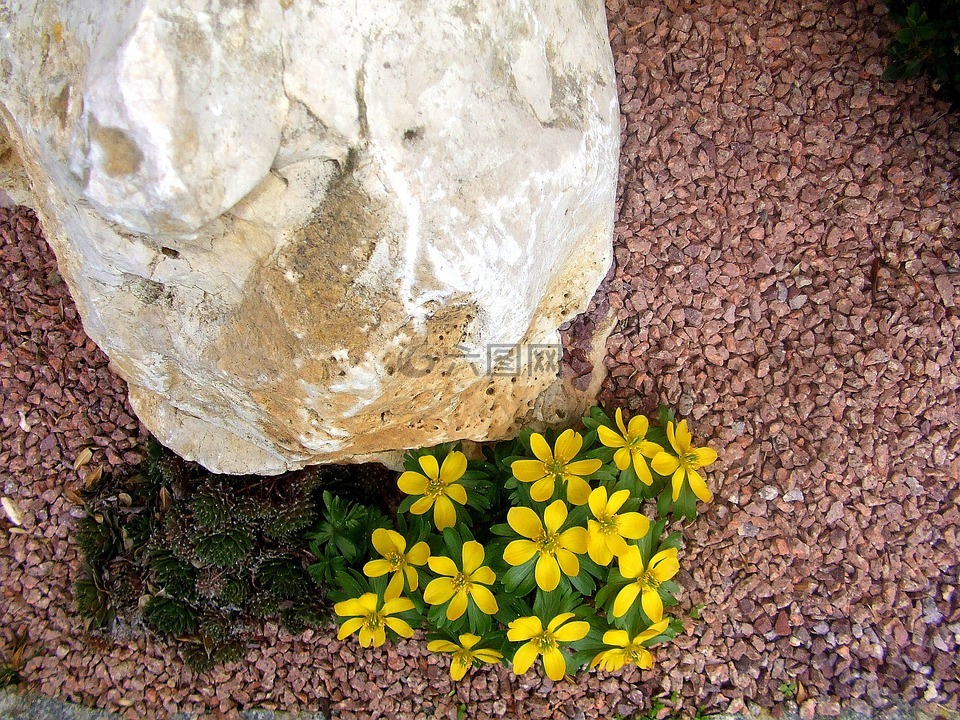 更不寻常的石头,黄色春天的花朵,房子的前面