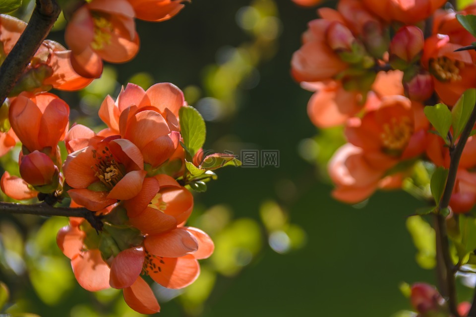 花栒子,红色,鲜花