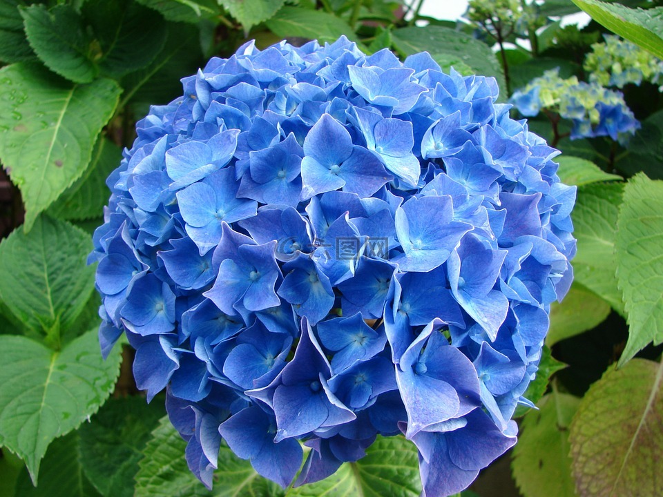 绣球花,花,蓝色