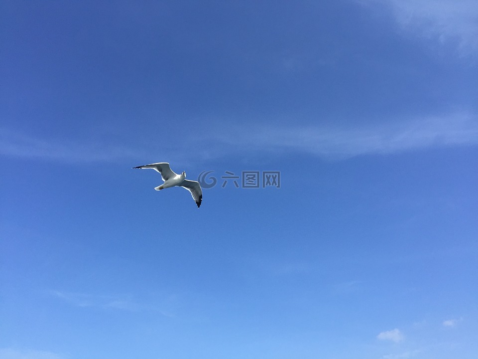海鸥,蓝蓝的天空,空气