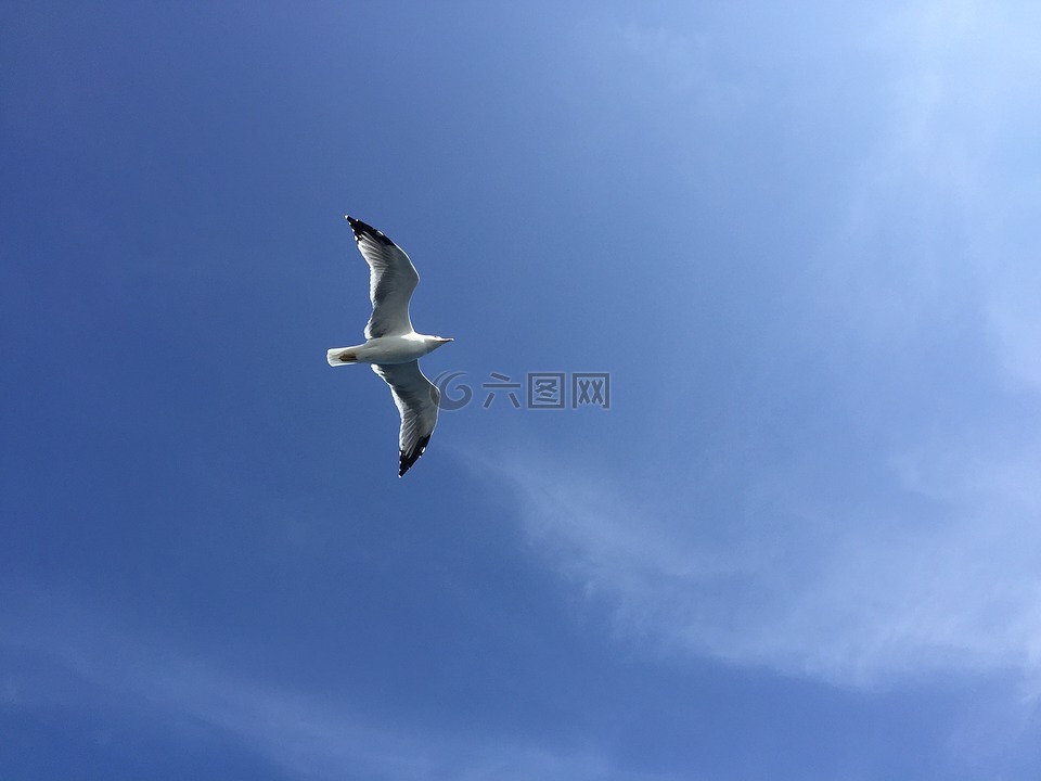 海鸥,蓝蓝的天空,空气