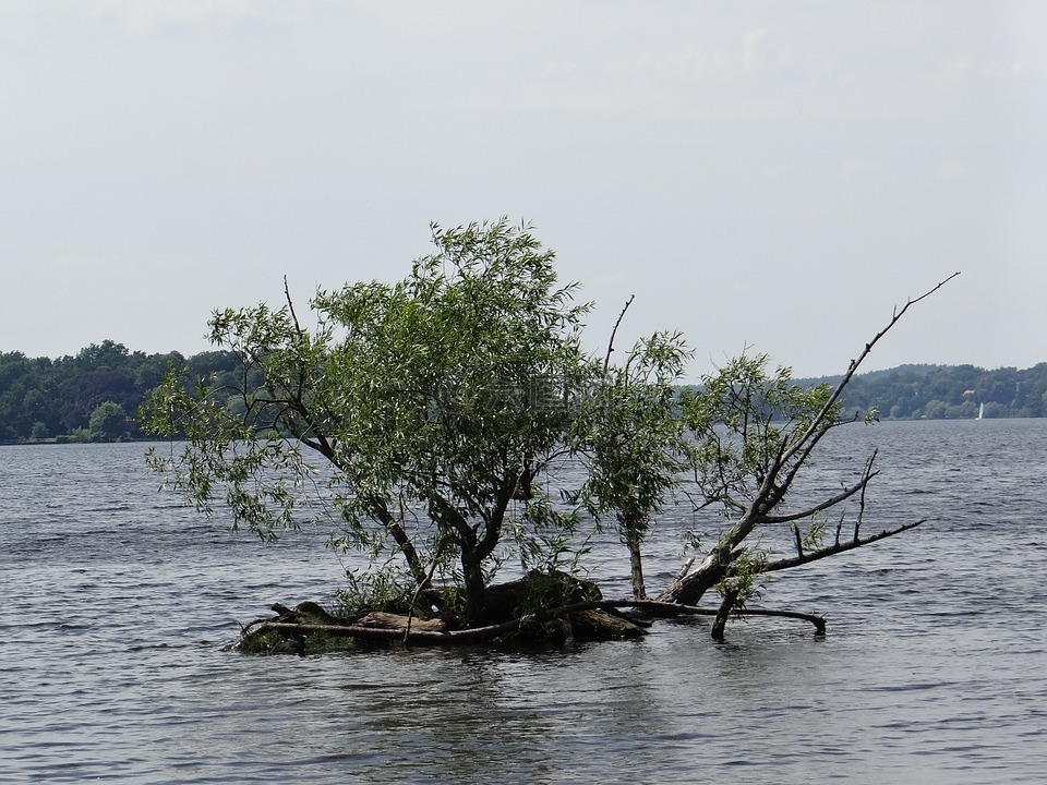 在水之下树,大自然的力量,湖