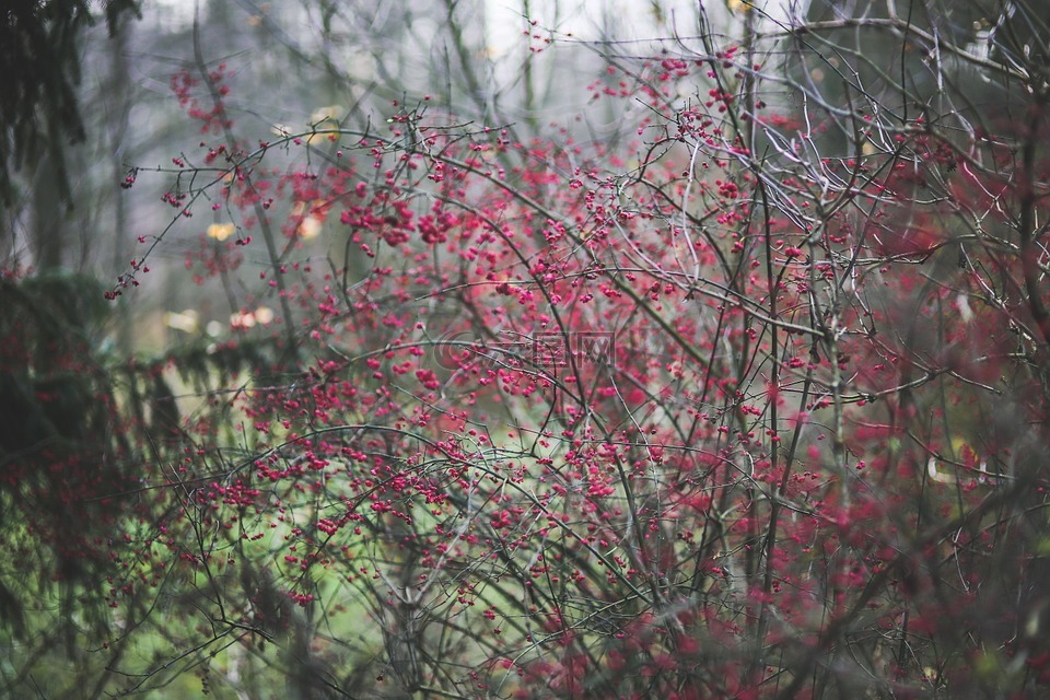 森林,伍兹,花