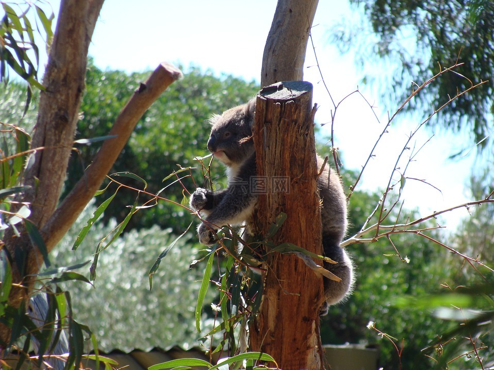 在动物的世界,树袋熊,澳大利亚