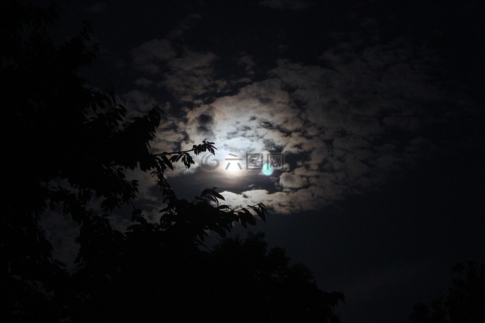 月球,树,黑