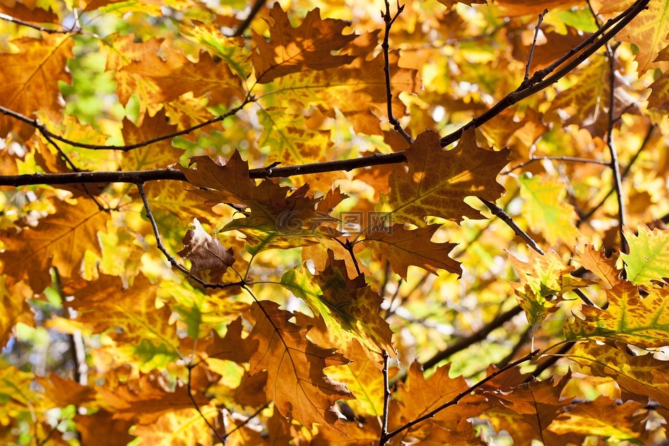 叶,秋,橡木