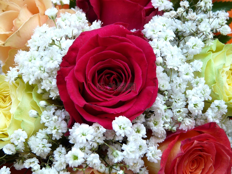束鲜花,朵红色的花,玫瑰