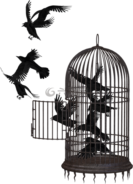 乌鸦,笼子里的鸟,笼