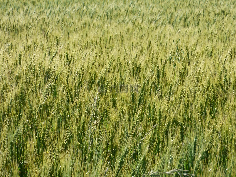 小麦,绿色,谷物