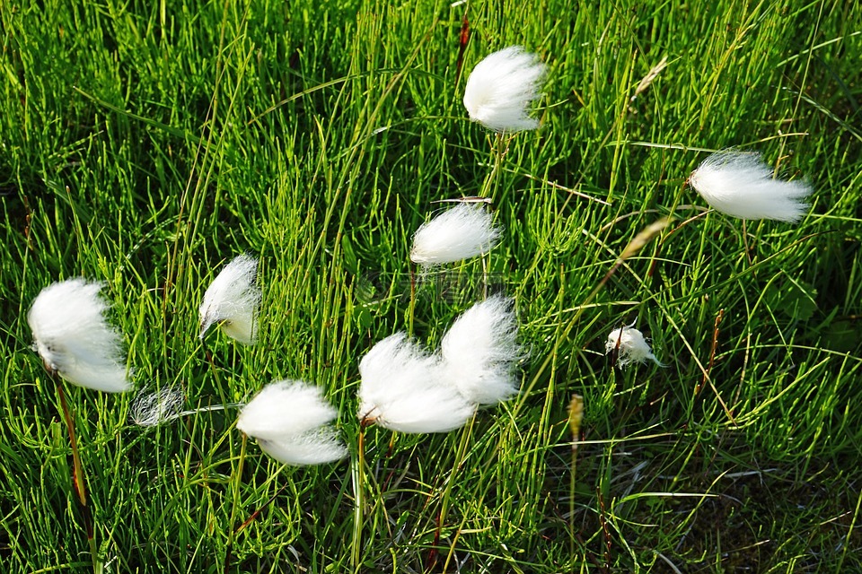 cottongrass,冰岛,难得糊涂