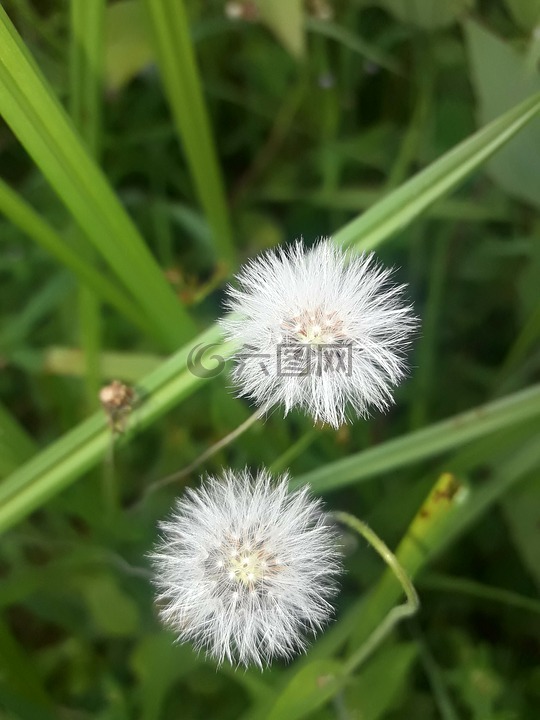 花,美,令人敬畏