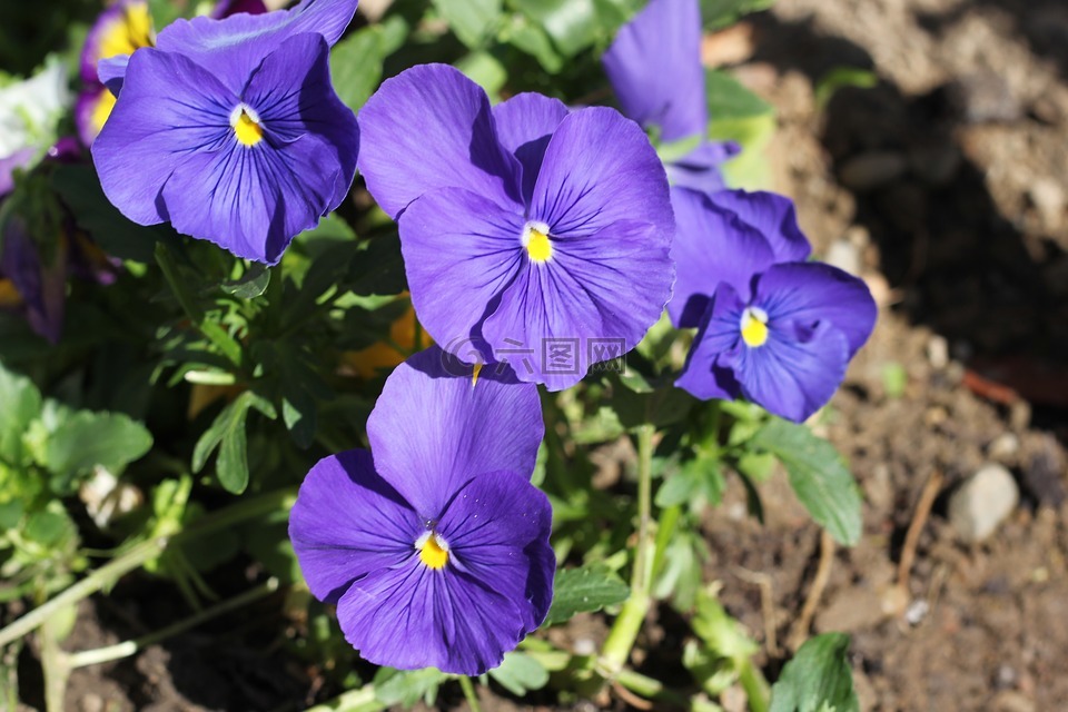 蓝三色紫罗兰,花,盛开