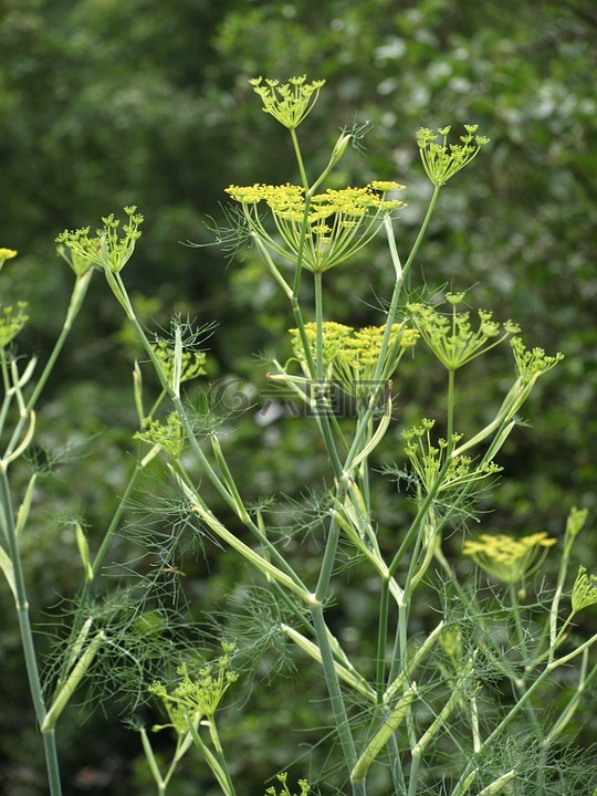 小茴香,小茴香花,香料