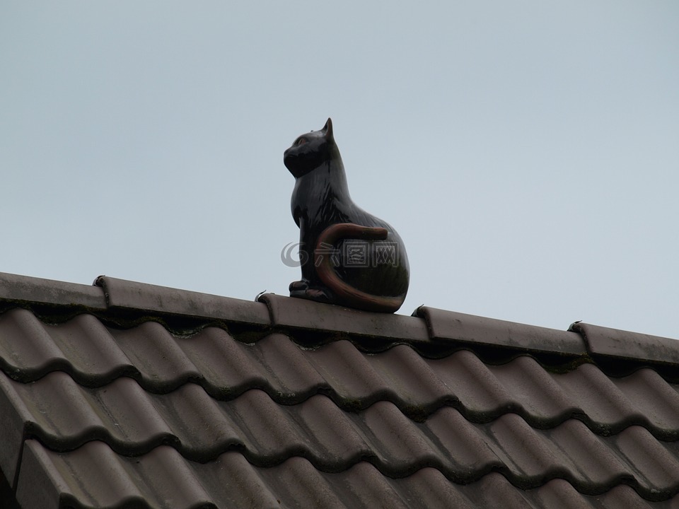 猫,德卡,屋顶